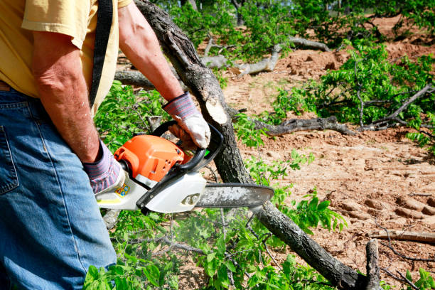 Reliable Fort Clark Springs, TX Tree Service Solutions